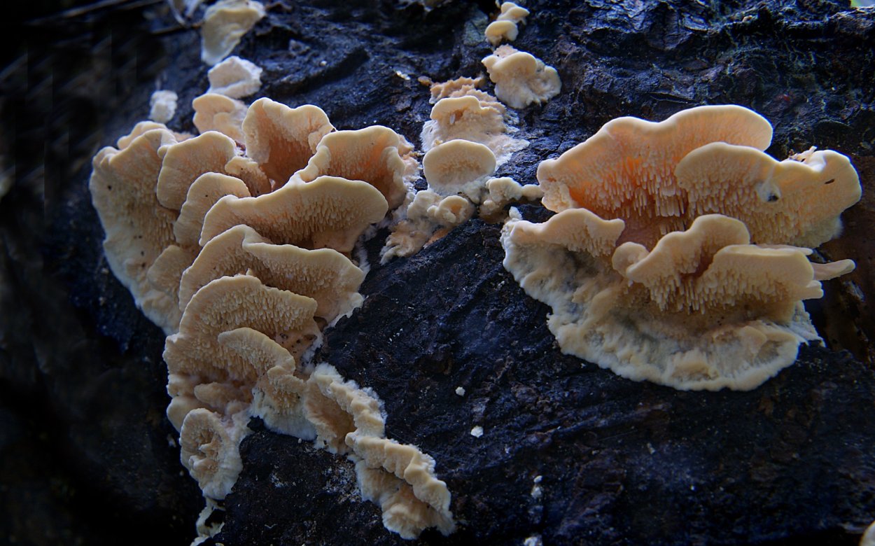 Гриб коралловый шитаки