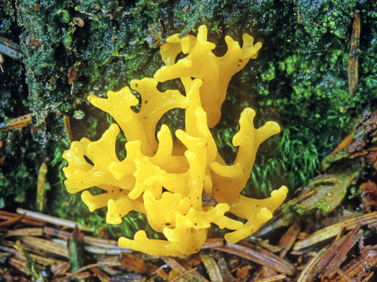 Калоцера клейкая Calocera viscosa