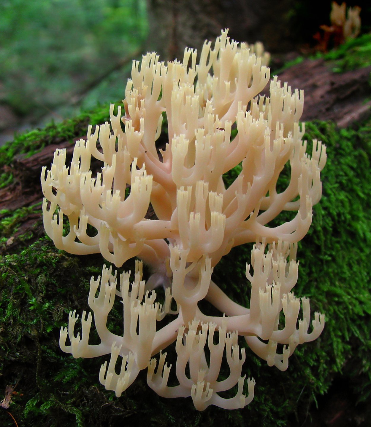Artomyces pyxidatus