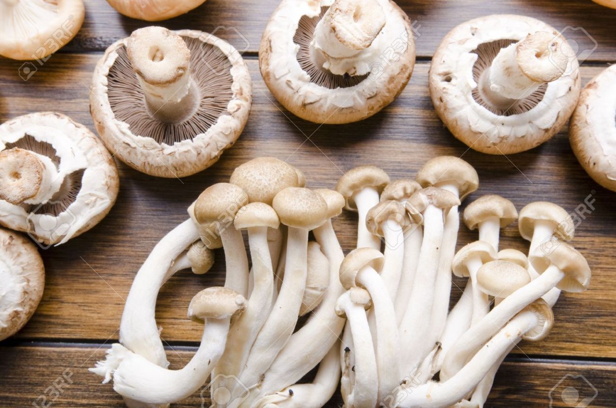 Mushrooms picture for Kids Edible and non Edible