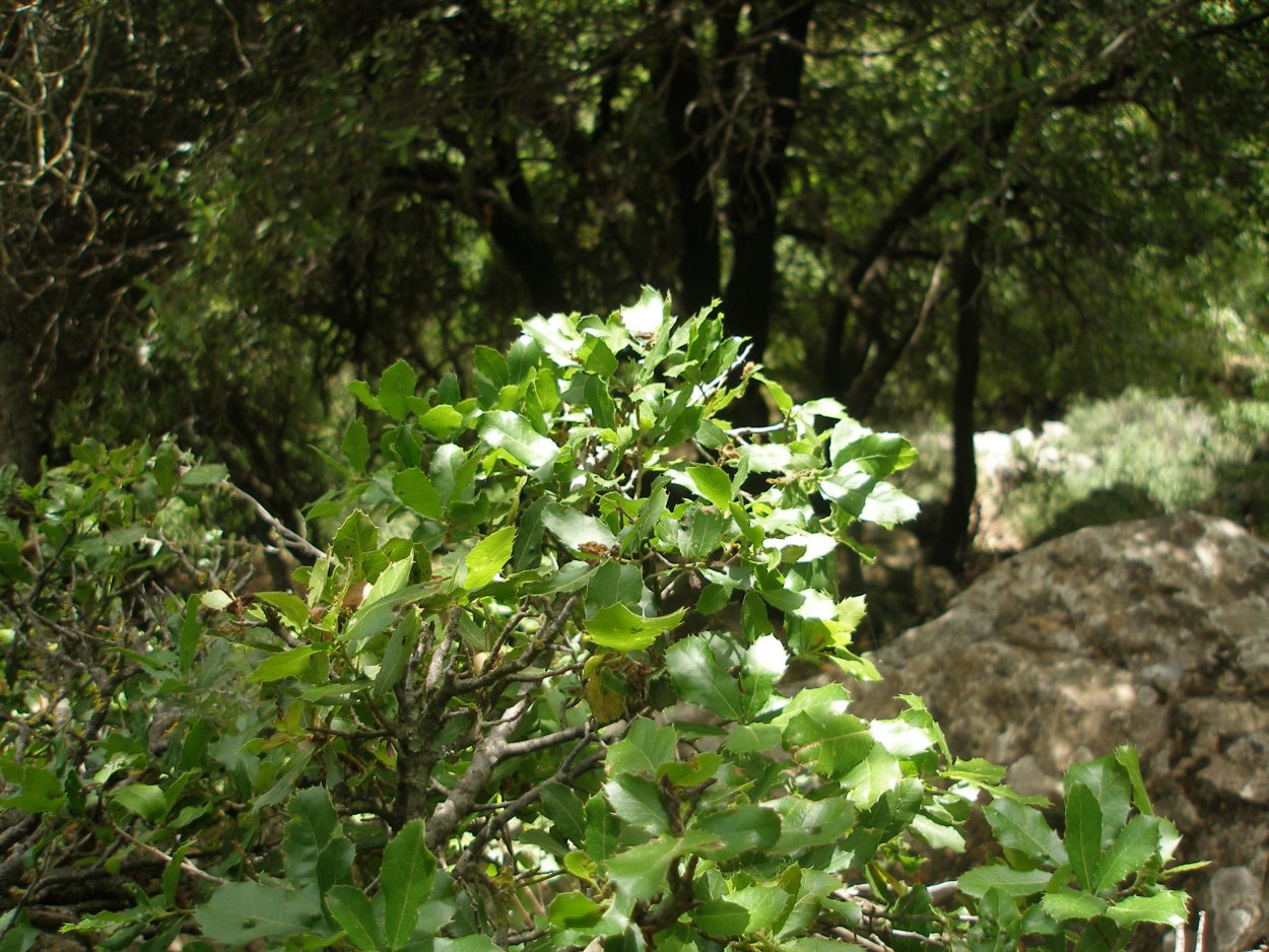 Вечнозеленые жестколистные леса растения