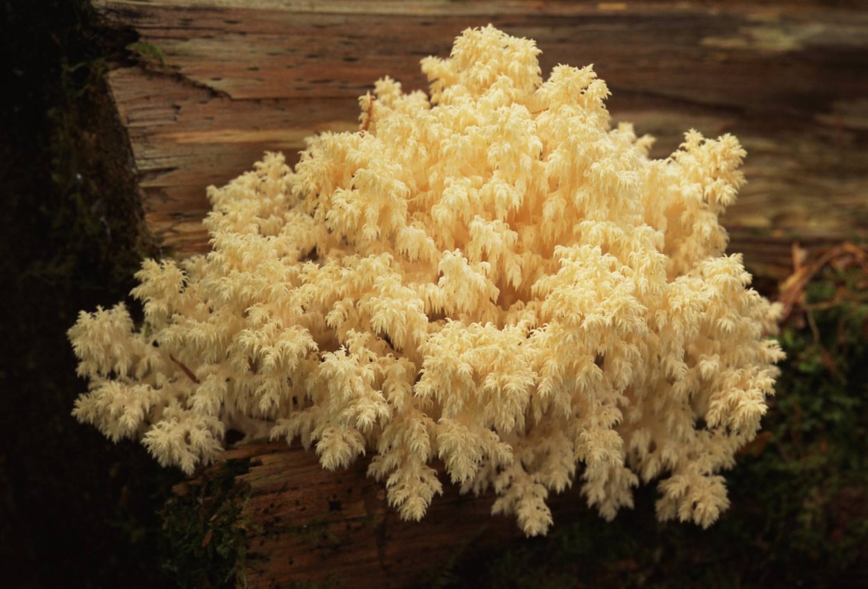 Коралловая вешенка