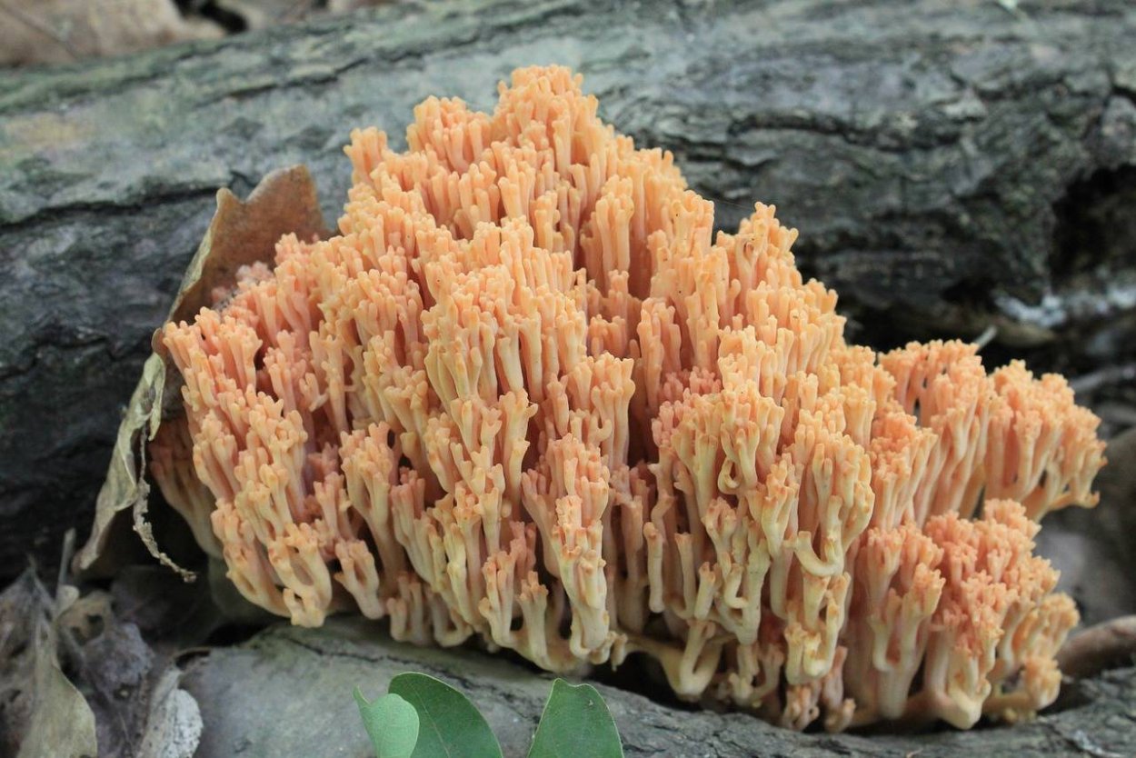 Грибы Ramaria Flava
