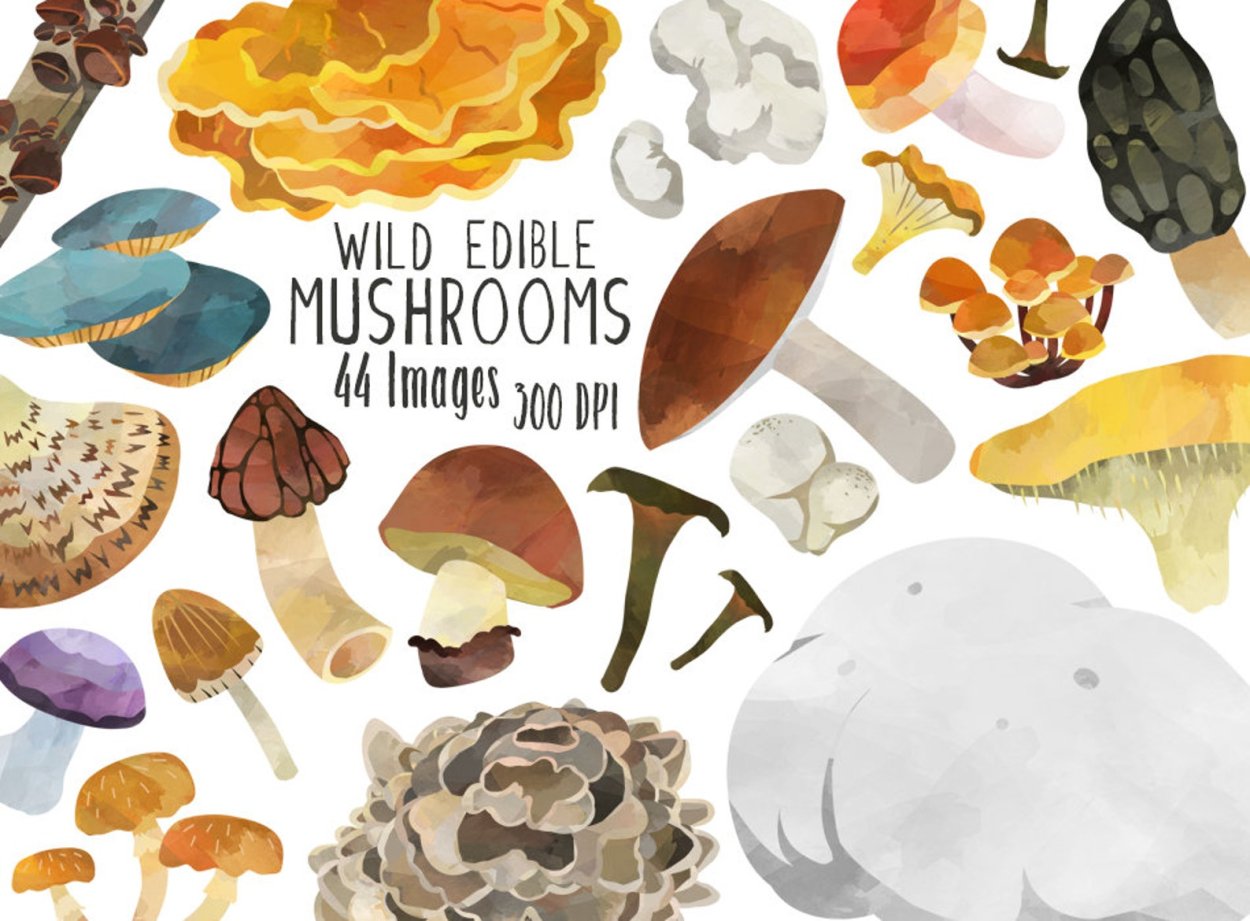 Круг из грибов иллюстрация на стоки