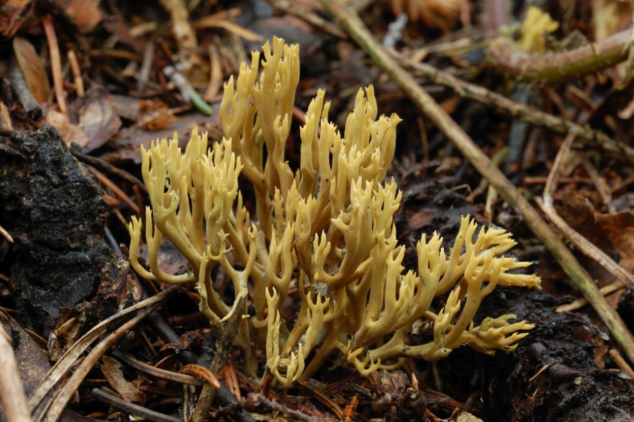 Королевский гриб коралл