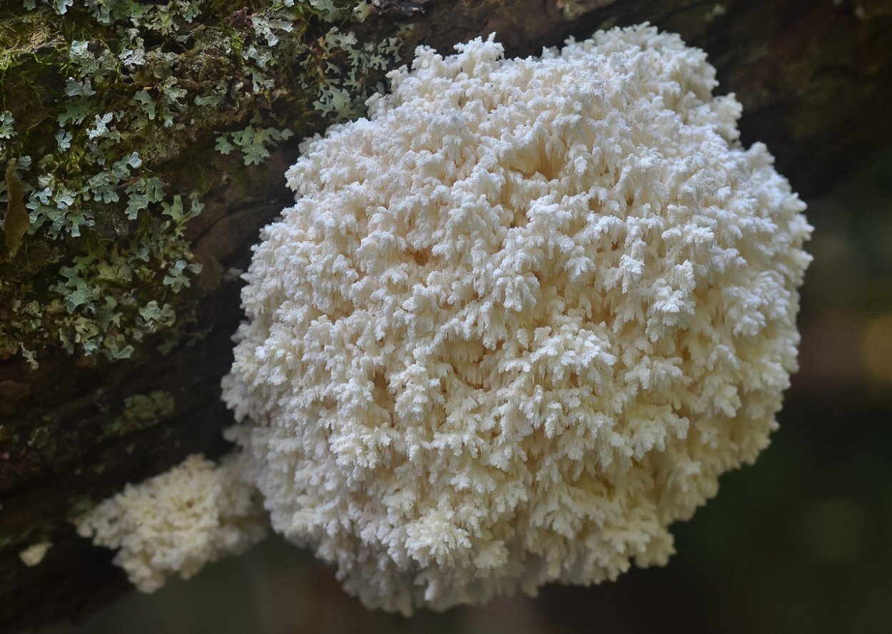 Гриб коралловый шитаки