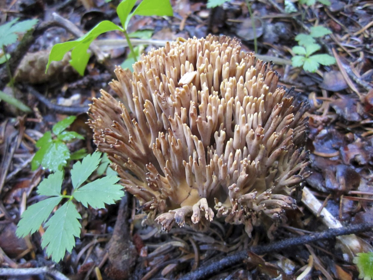 Клавария бледно-бурая