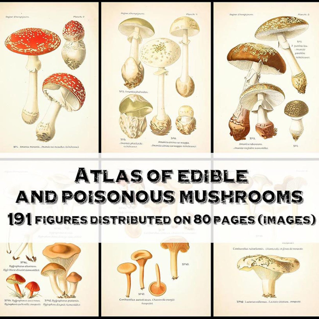 Клавулина гребенчатая