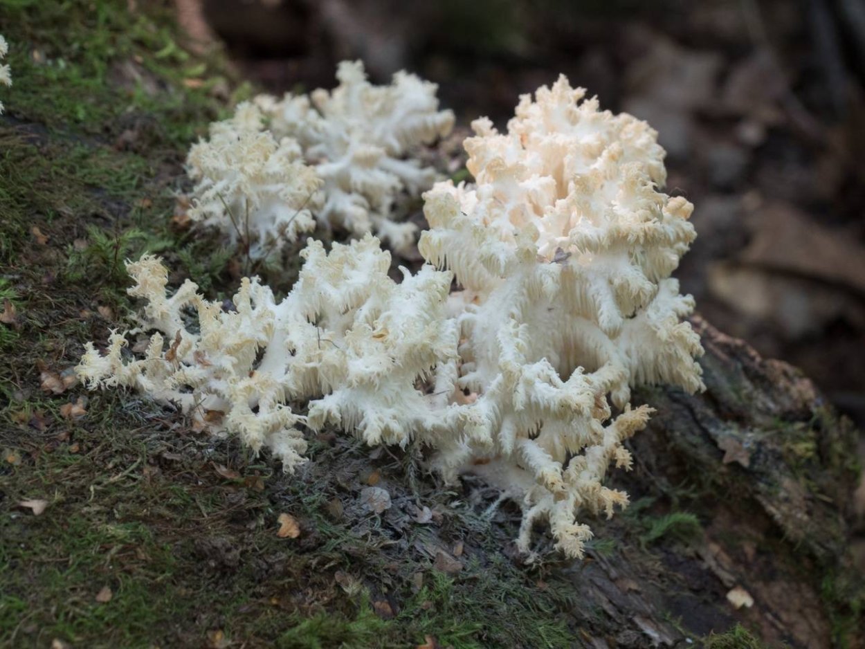 Несъедобные грибы ложные маслята