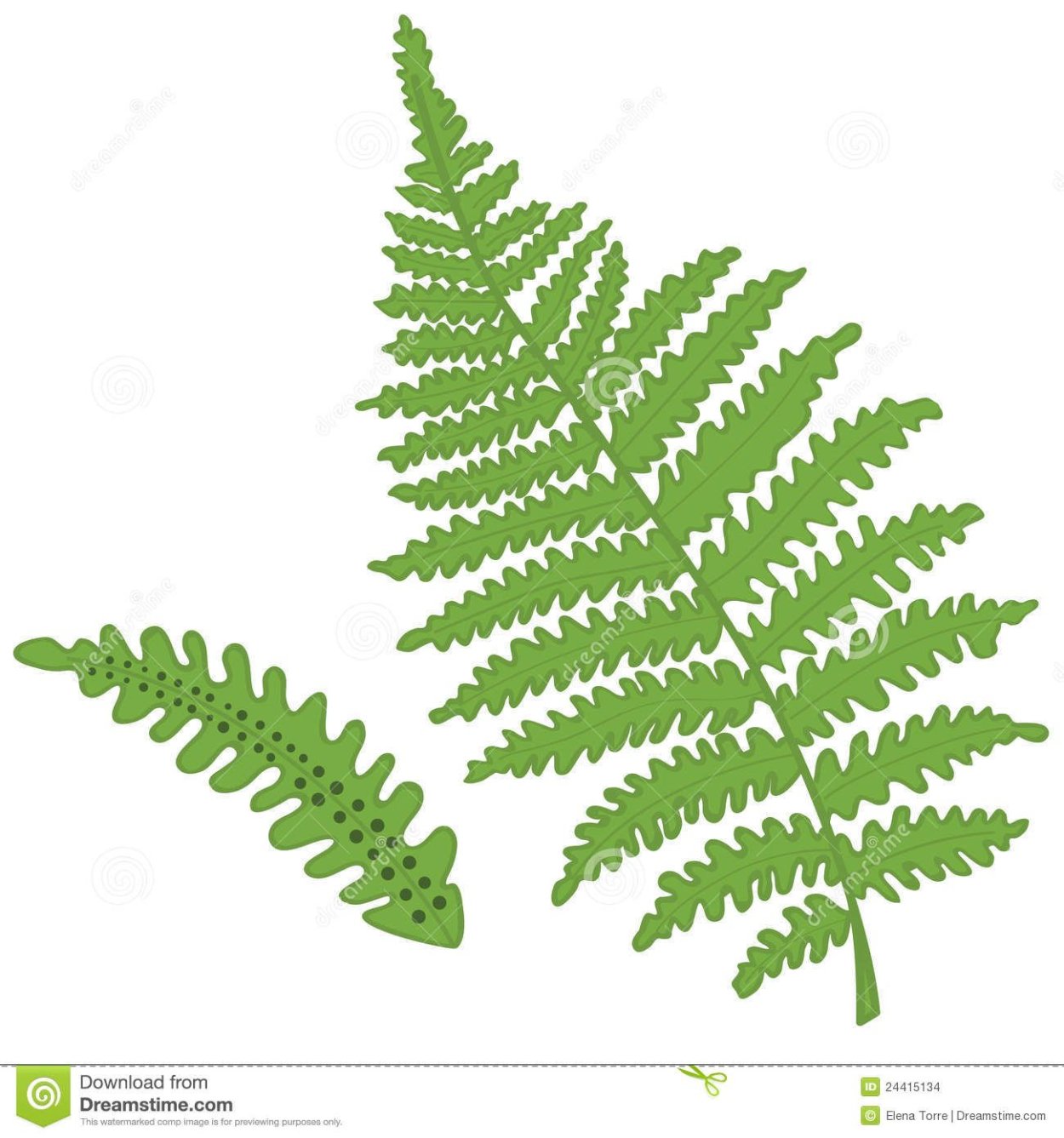 Папоротник с одиночными листьями