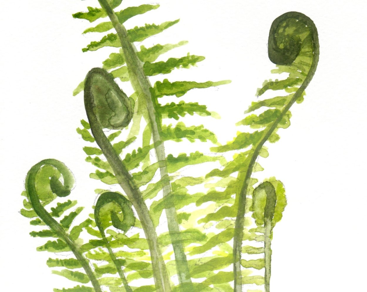 Папоротник art16781