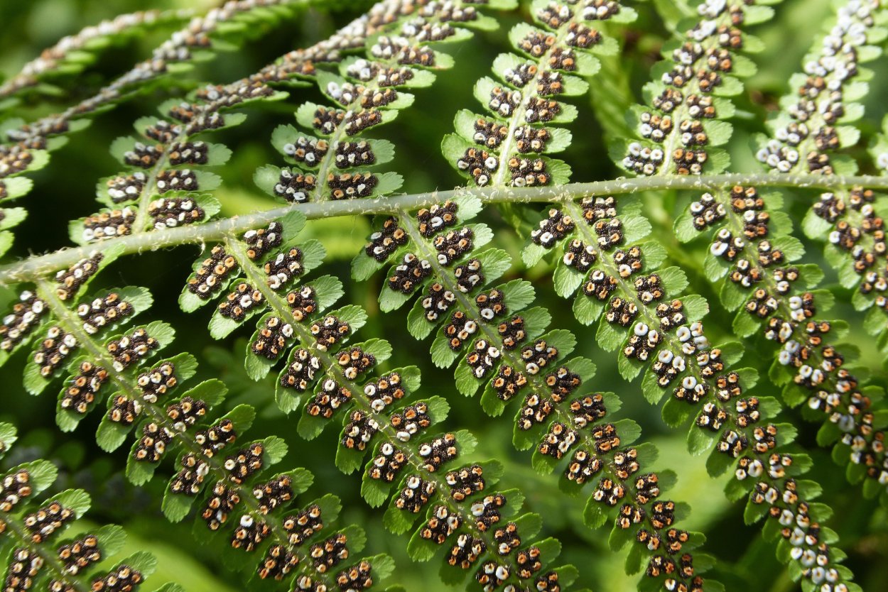 Папоротник орляк сорусы