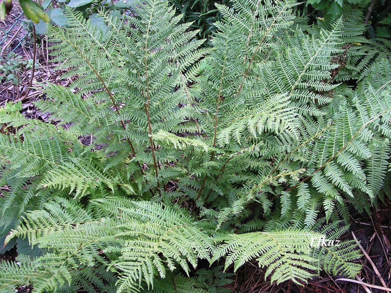 Кочедыжник Красночерешковый