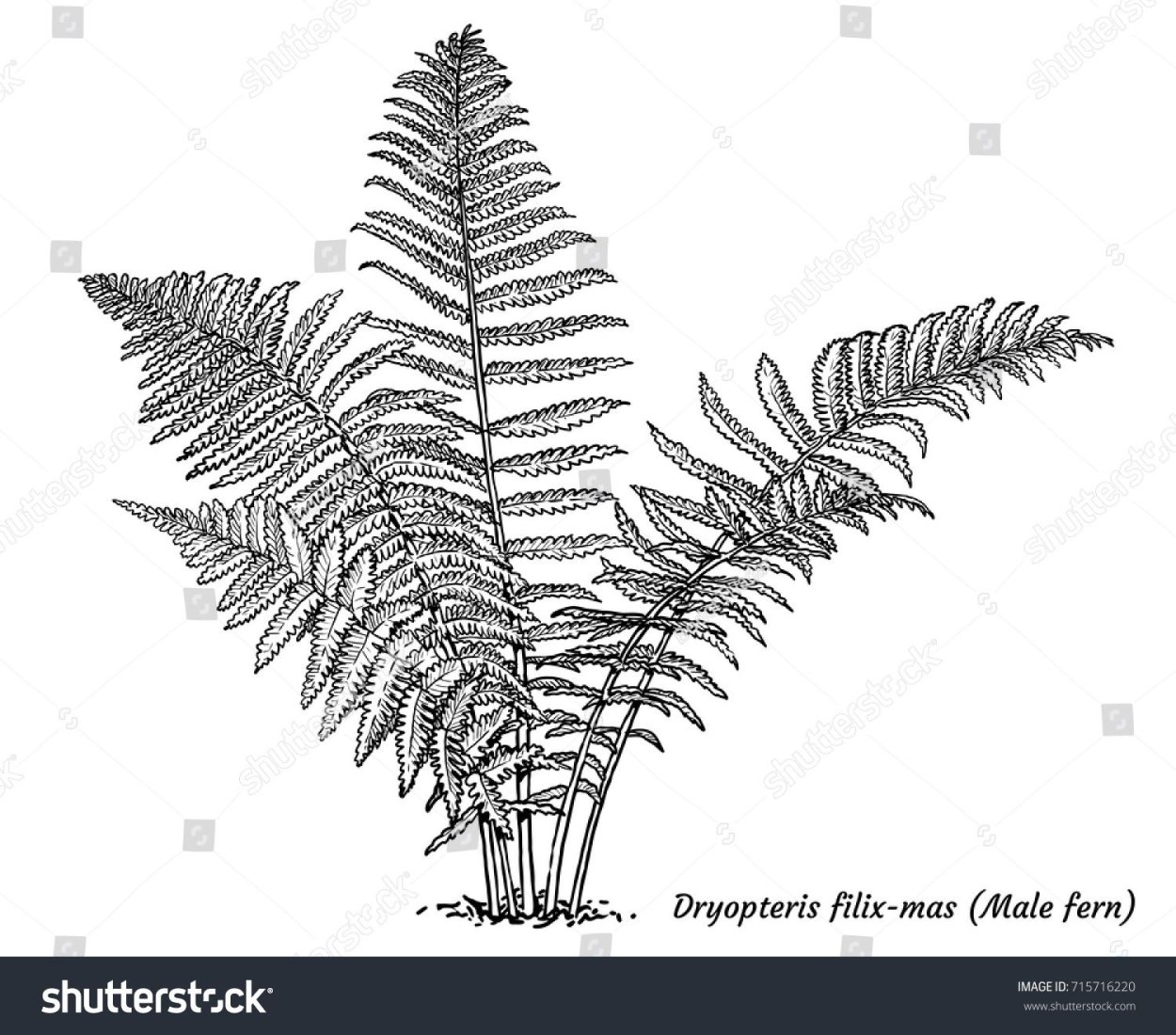 Папоротник страусник рисунок