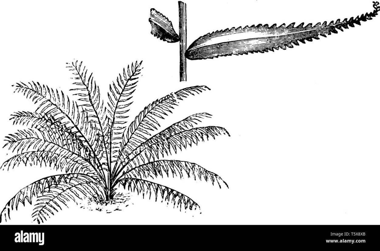 Папоротник нефролепис строение