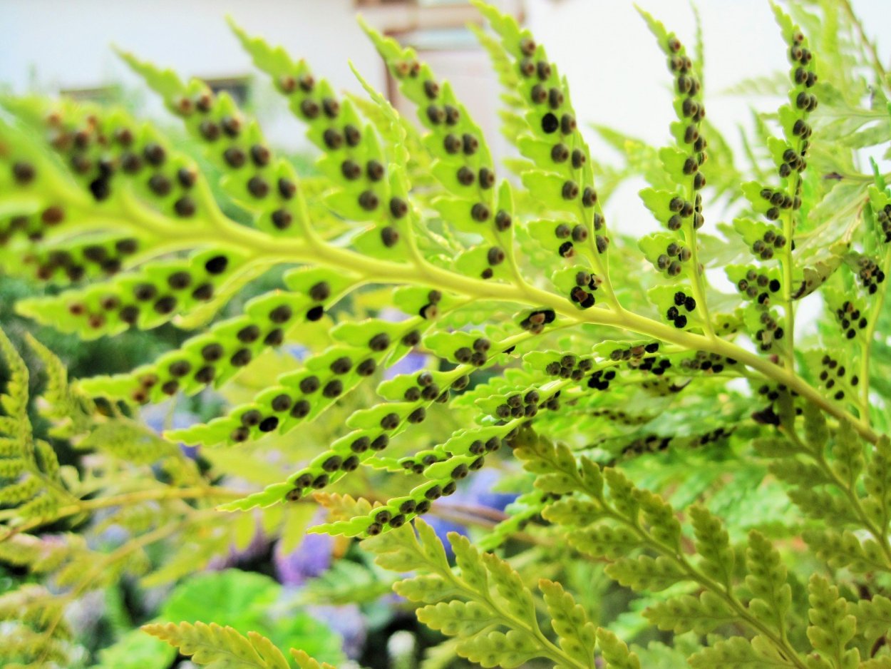 Спорангии папоротника