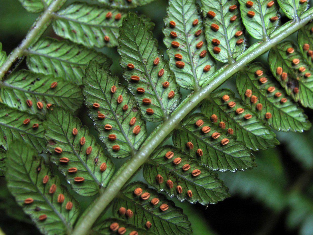 Danaea папоротник