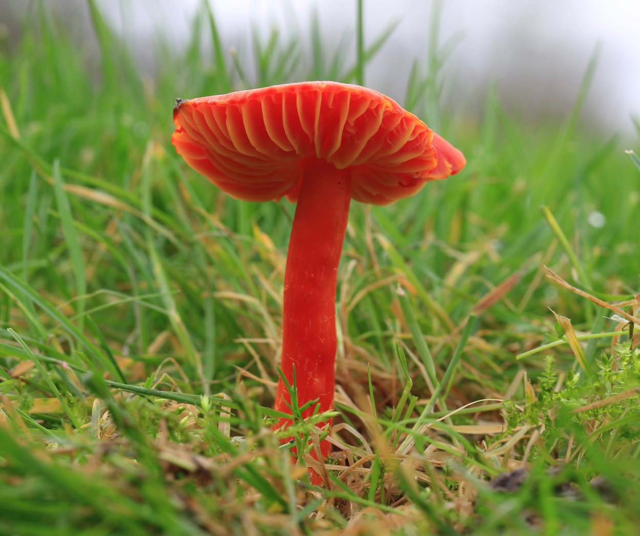 Гигроцибе алая