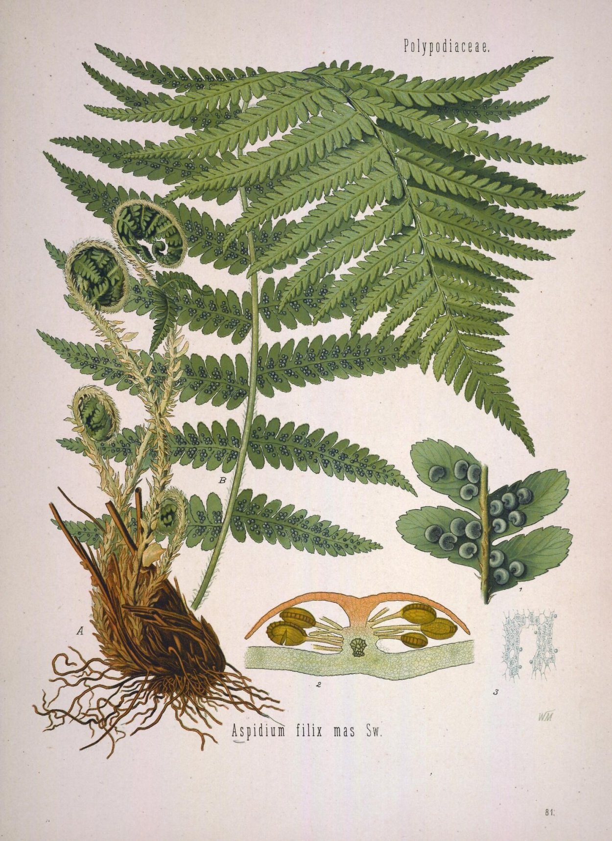 Папоротник Щитовник