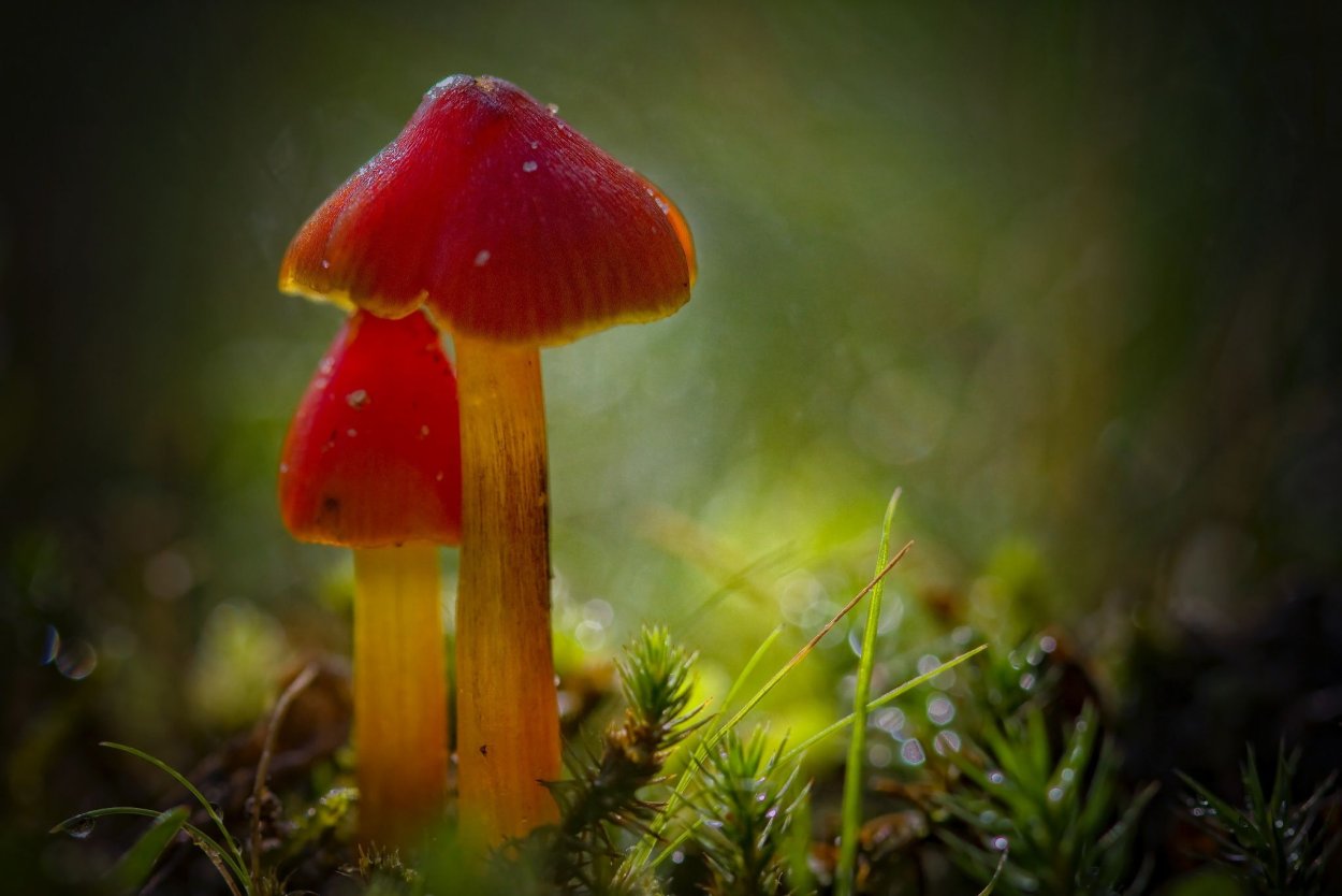 Маленькие красные грибы