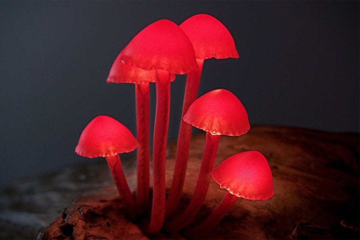 Poromycena manipularis гриб