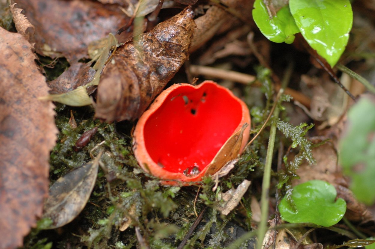 Красный гриб Страдивари