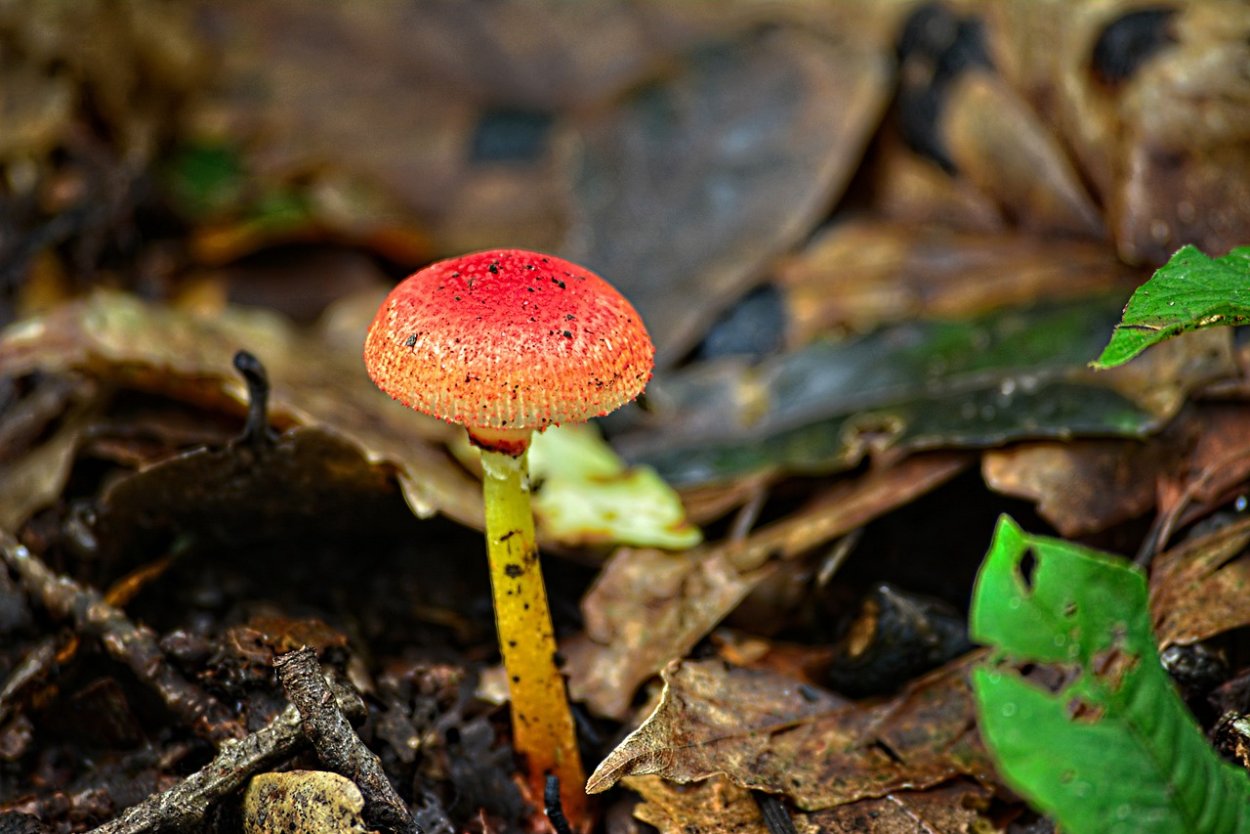 Красный гриб фото