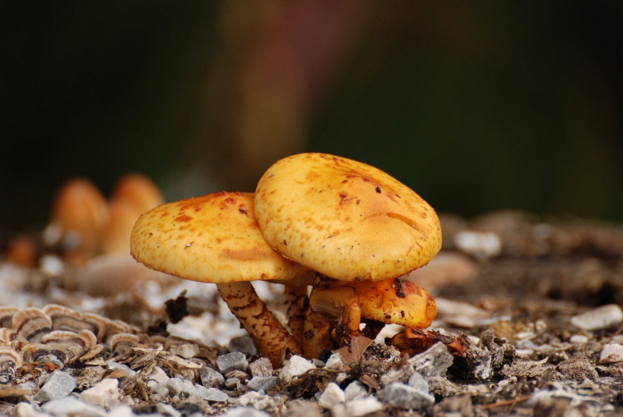 Съедобный гриб желтого цвета