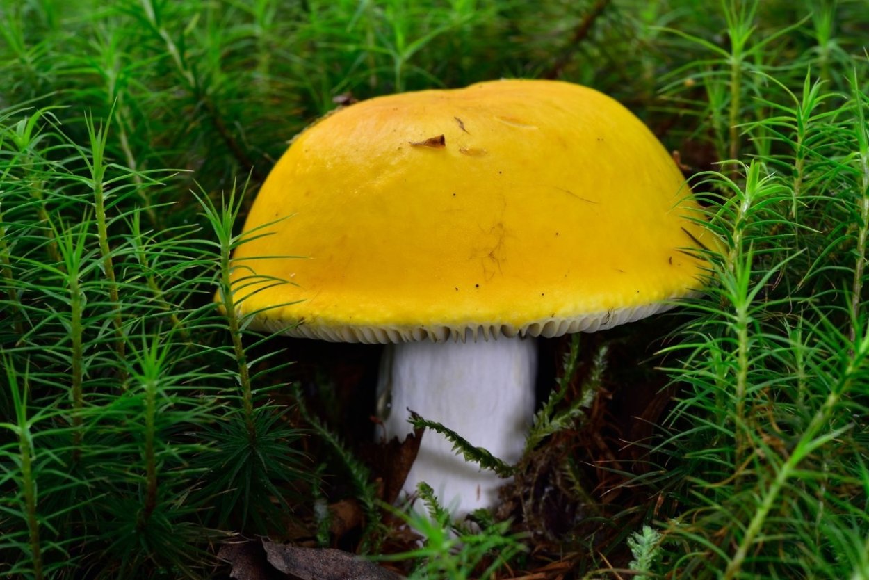 Сыроежка желтая