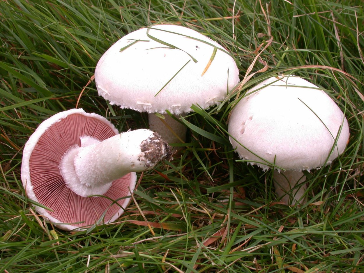 Шампиньон двуспоровый (Agaricus bisporus)