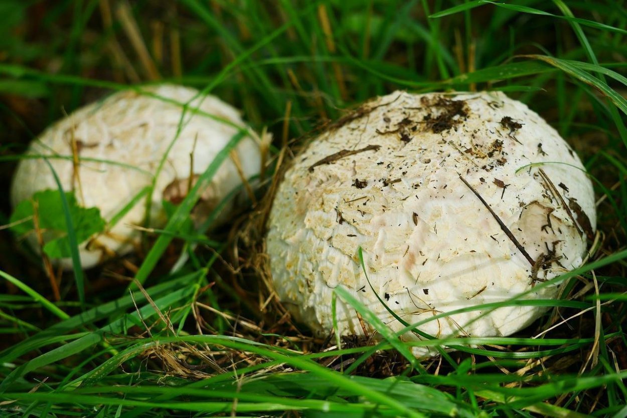 Agaricus arvensis Schaeff. — Шампиньон полевой