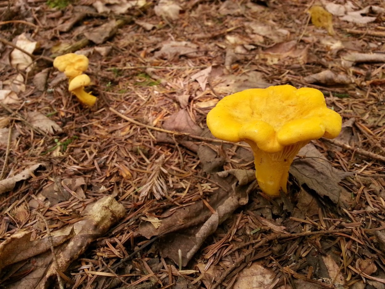 Дикая Лисичка гриб поганки