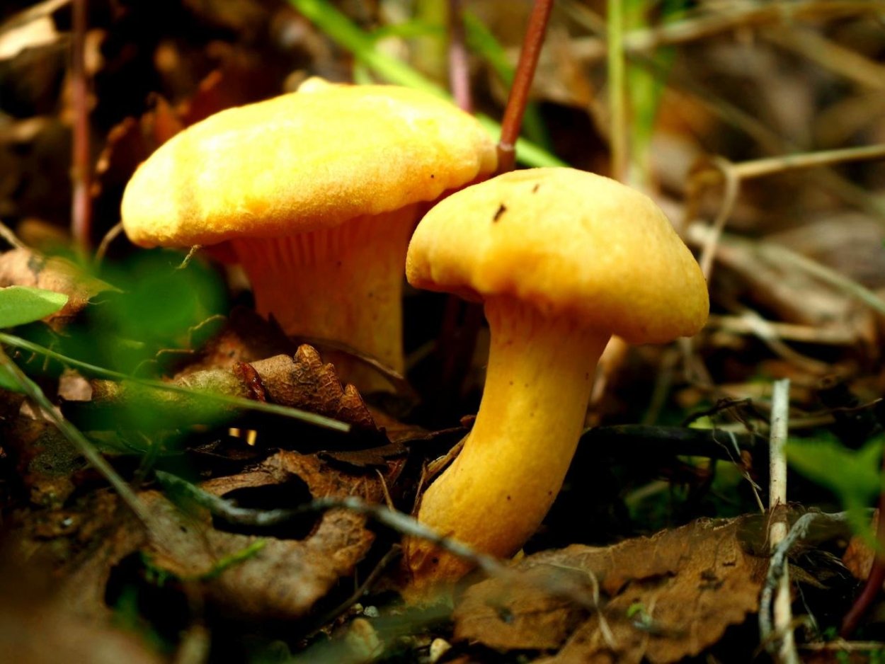 Лисички-сестрички дом Ширяево