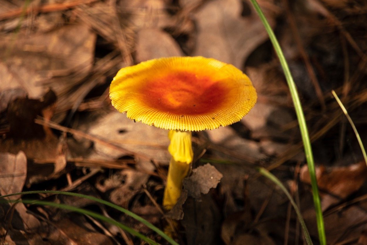 Лисичка желтеющая