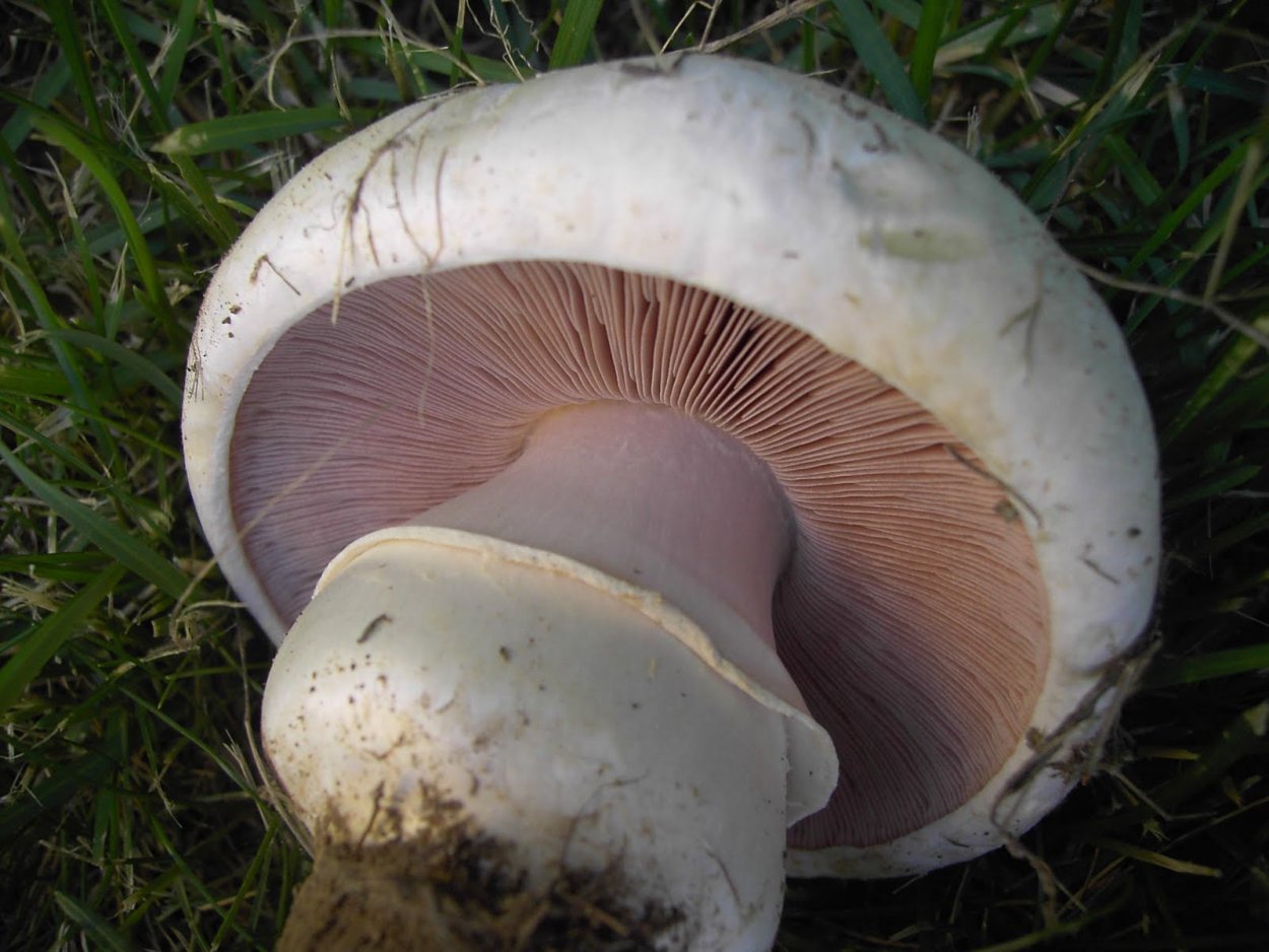 Шампиньон обыкновенный (Agaricus Campestris)