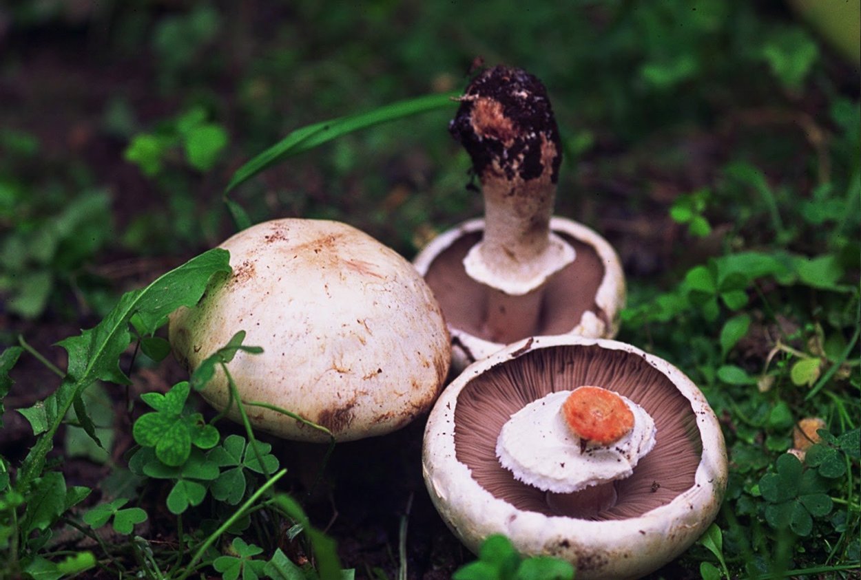 Agaricus bitorquis