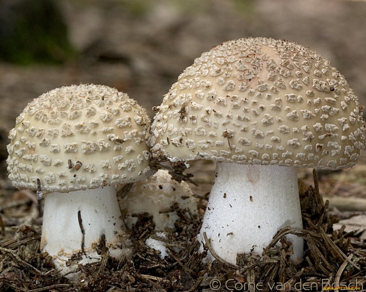 Шампиньон обыкновенный Печерица