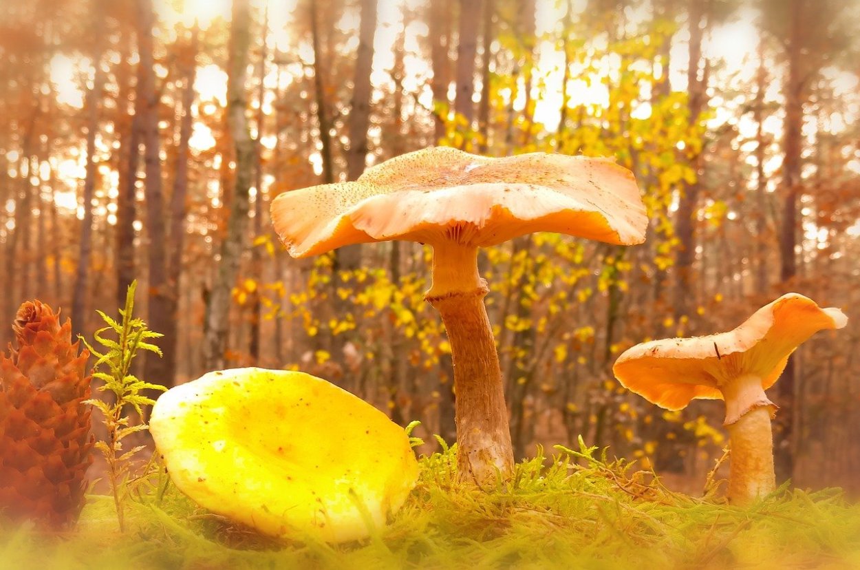 Фото желто коричневых грибов на природе