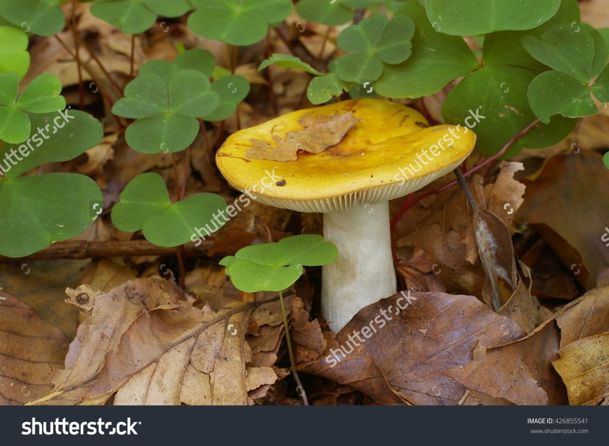 Чешуйчатка травяная феолепиота