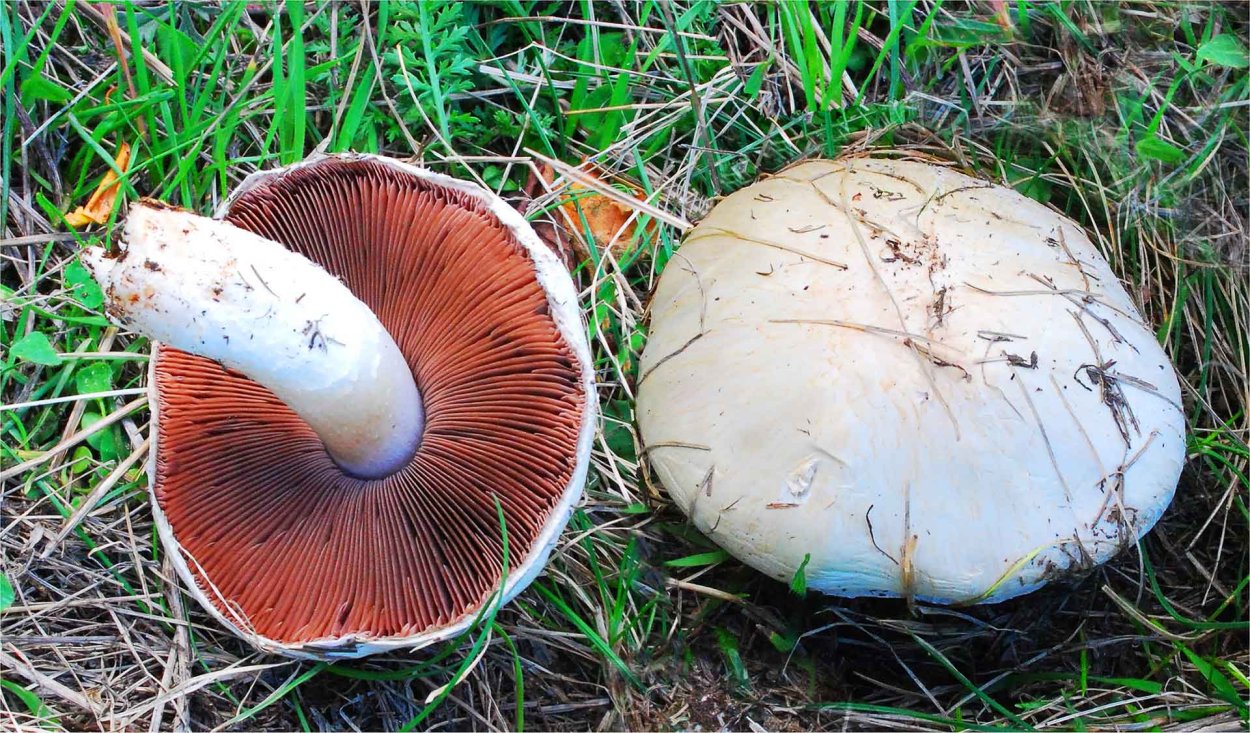 Шампиньоны луговые вареный