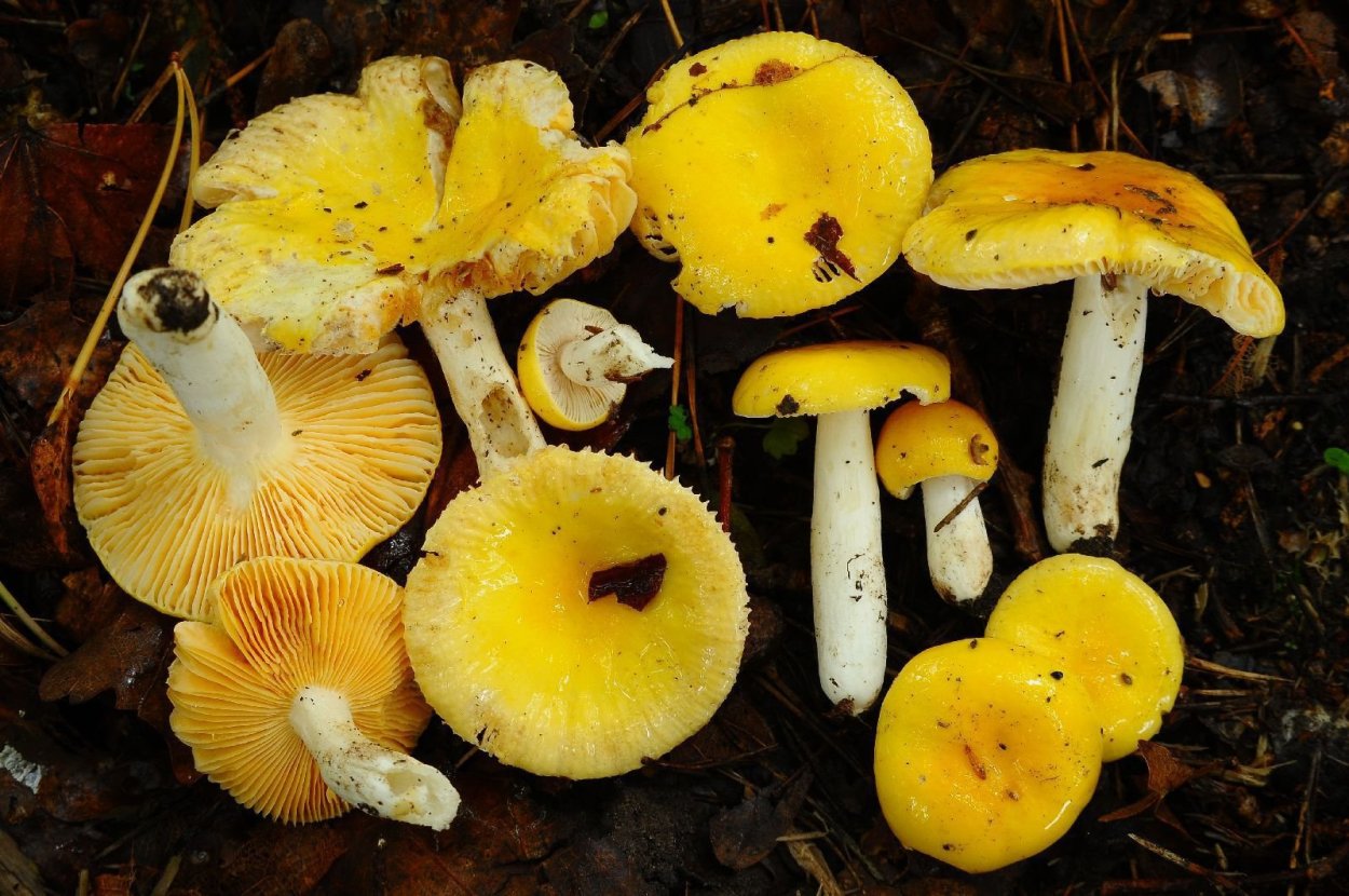 Сыроежка золотистая