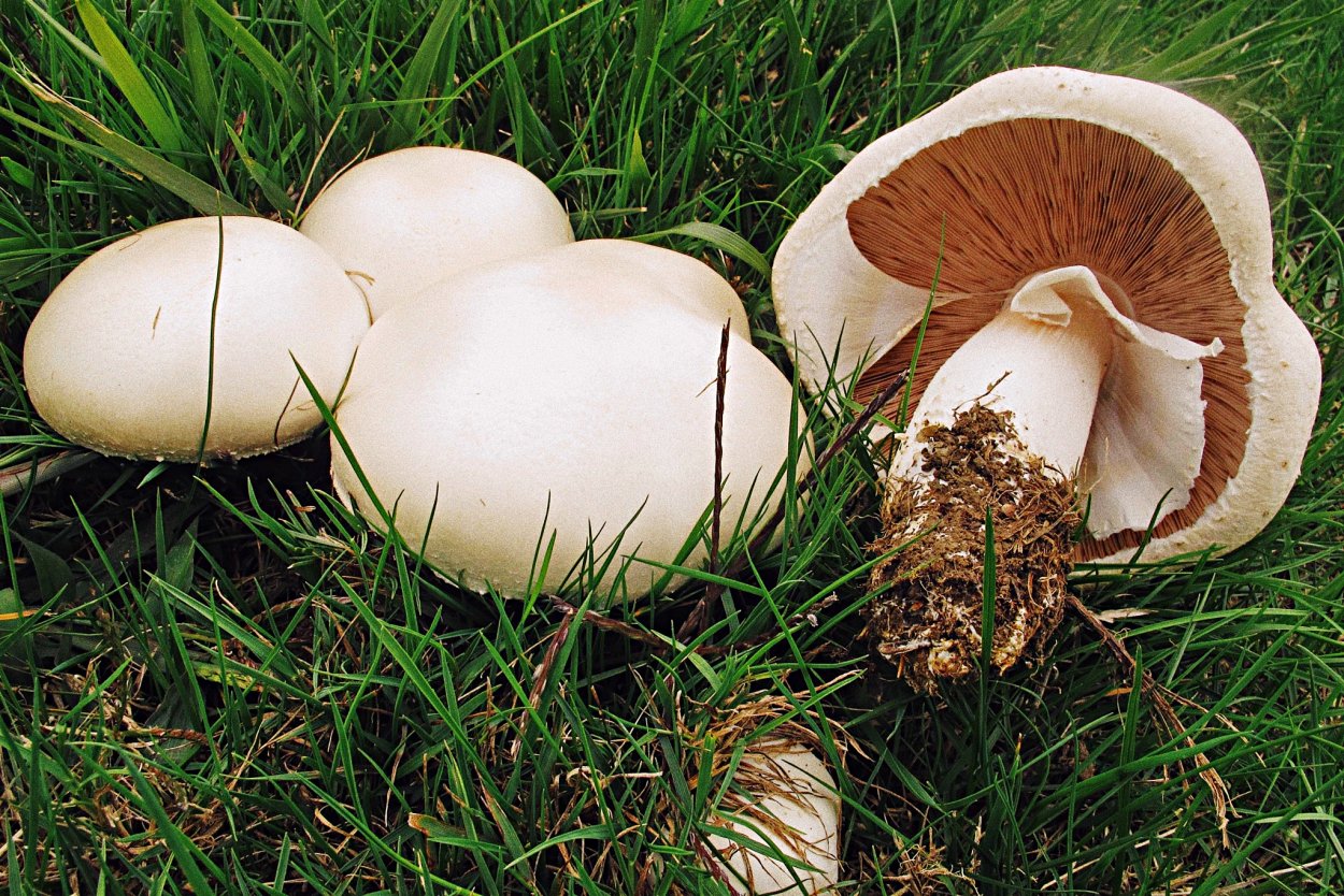 Шампиньон полуобутый (Agaricus subperonatus)