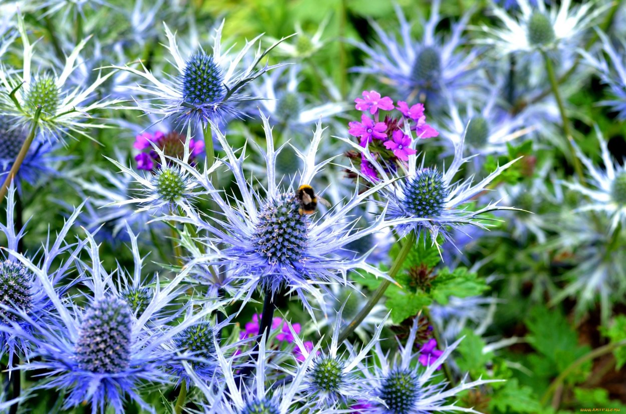 Татарник колючий листья