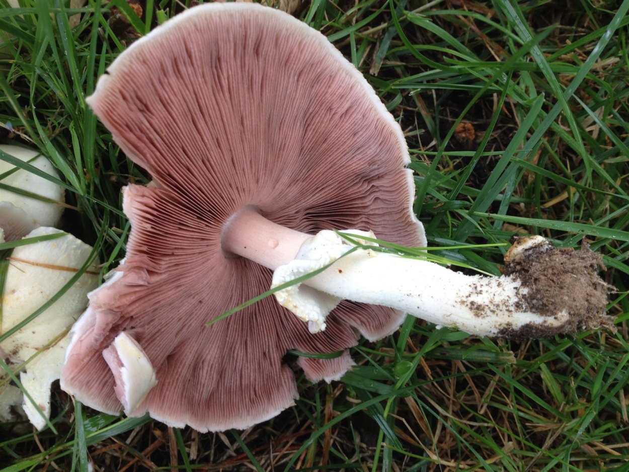 Ложный Луговой шампиньон