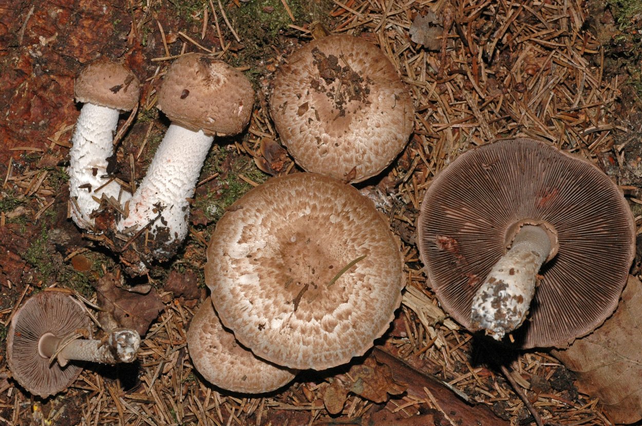 Печерица, Луговой шампиньон ложные