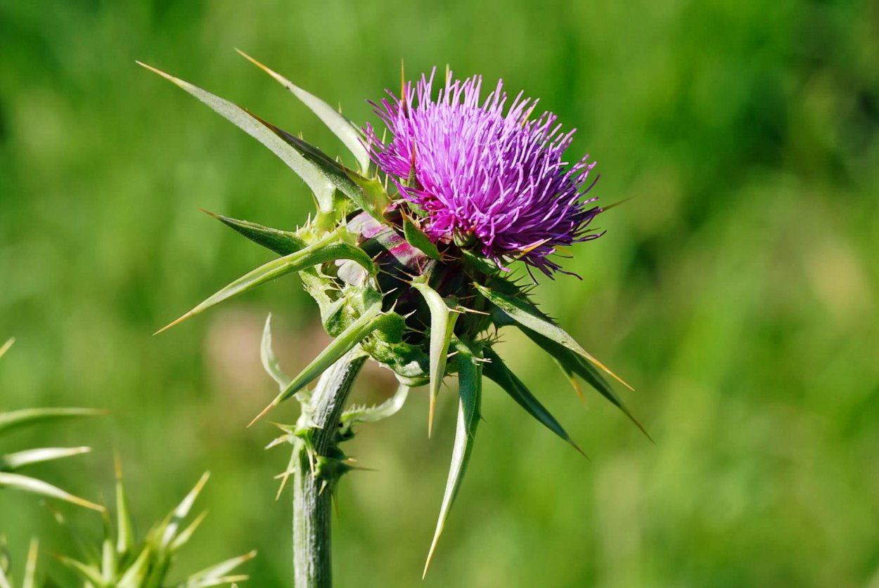 Молочный чертополох