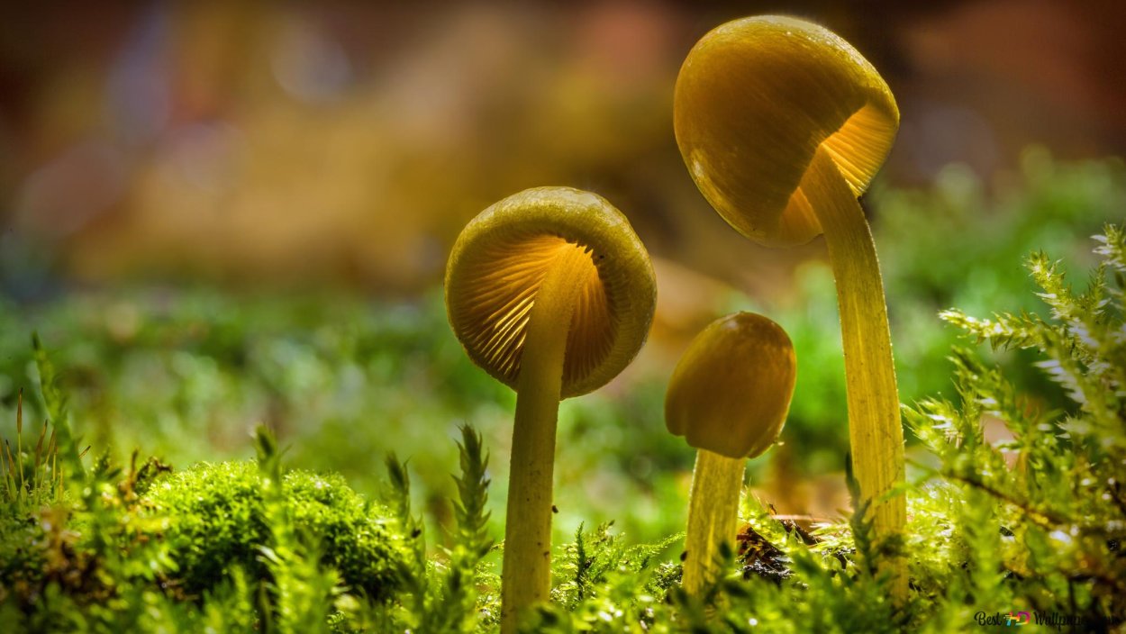 Pluteus leucoborealis