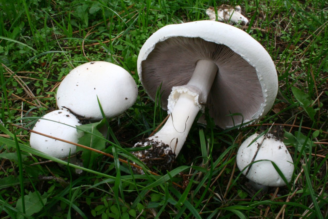 Шампиньон Таблитчатый (Agaricus tabularis)