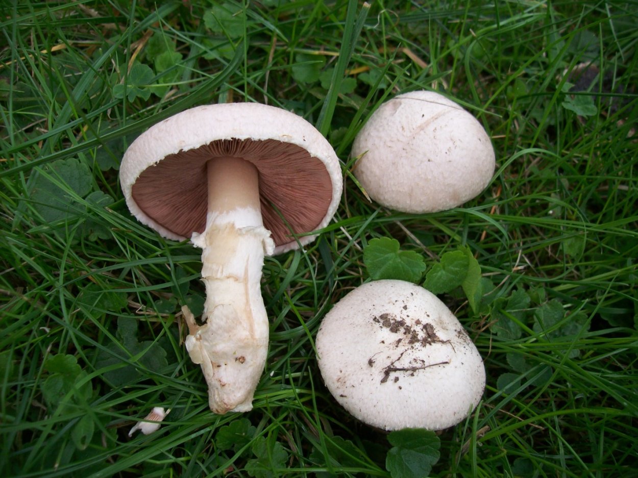 Шампиньон плоскошляпковый Agaricus placomyces