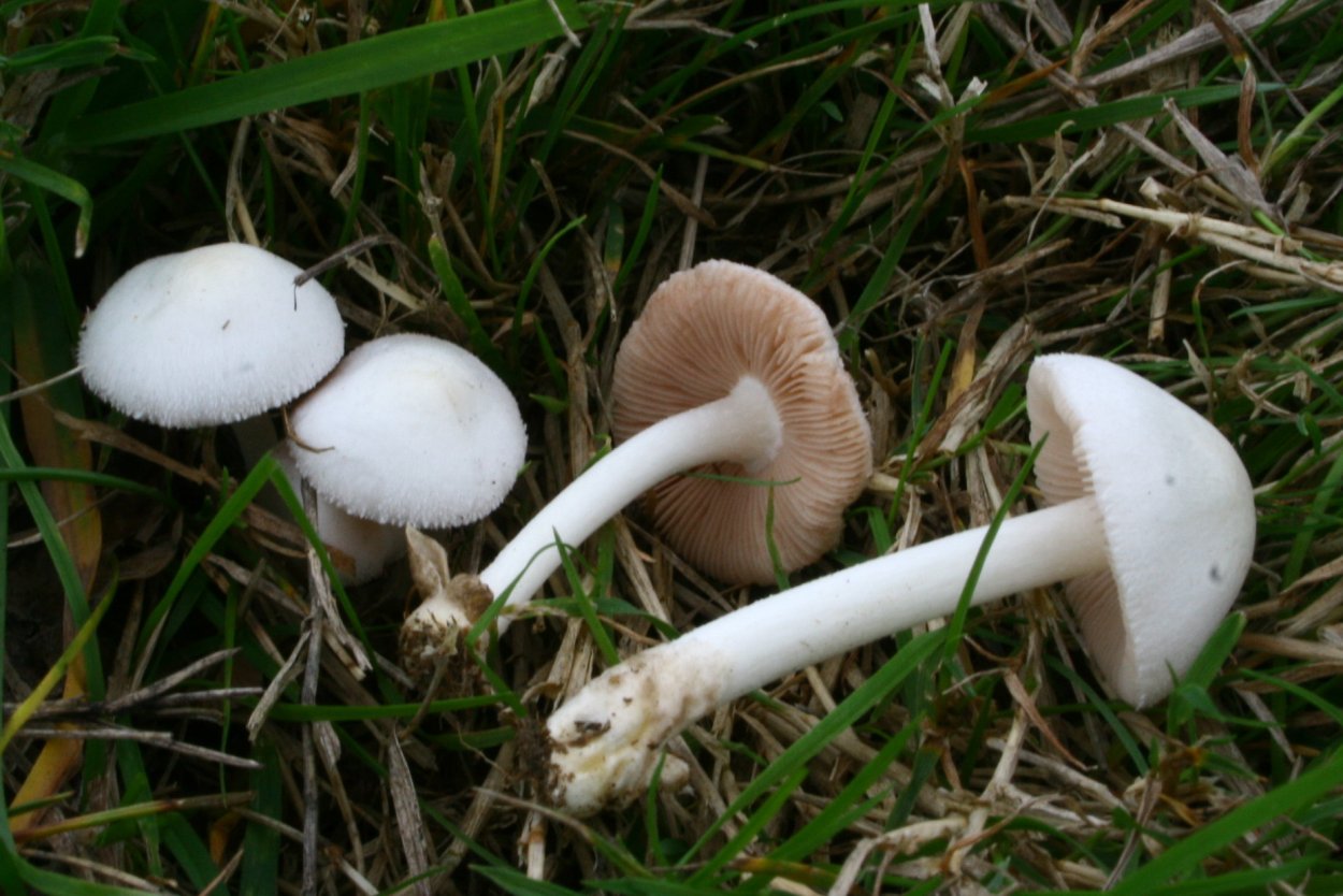 Шампиньон полевой Agaricus arvensis
